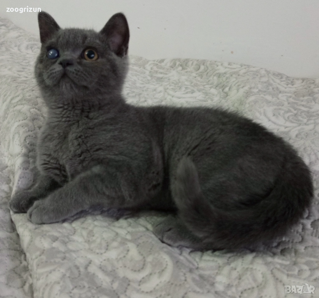 Шотландско котенце, снимка 1