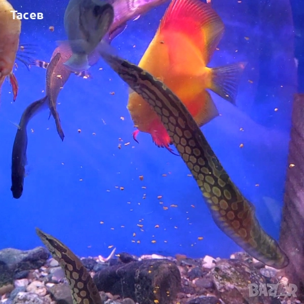 Мастацембелус арматус 18-22см, снимка 1