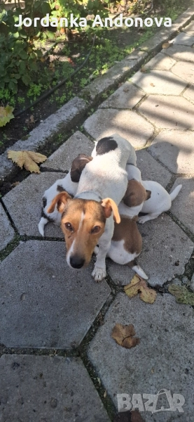 Продавам кучета Джак Ръсел териер, снимка 1