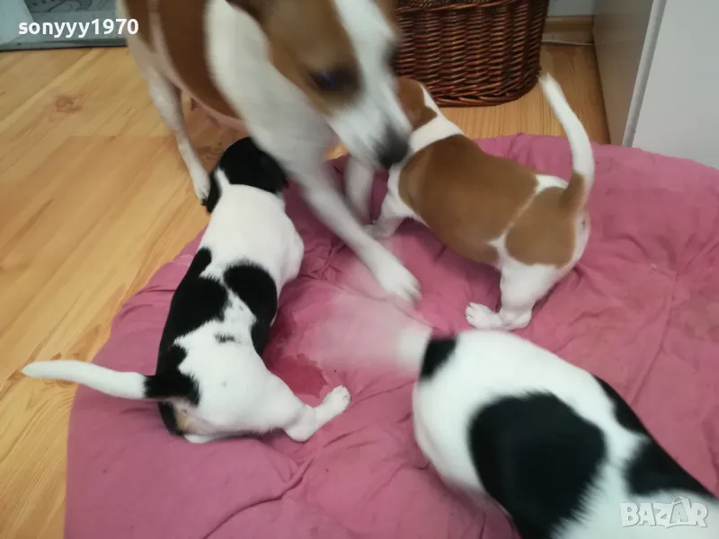 ДЖАК РЪСЕЛ БЕБЕНЦА-СЛАДКИ КУТРЕТА 0702251642, снимка 1