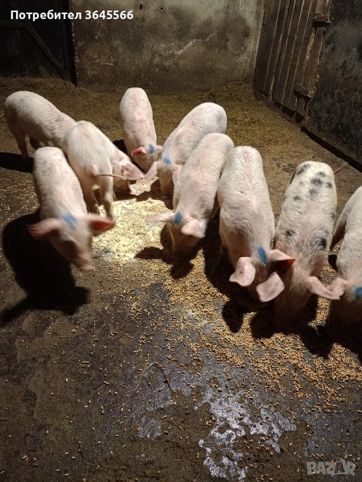 малки прасета, снимка 1