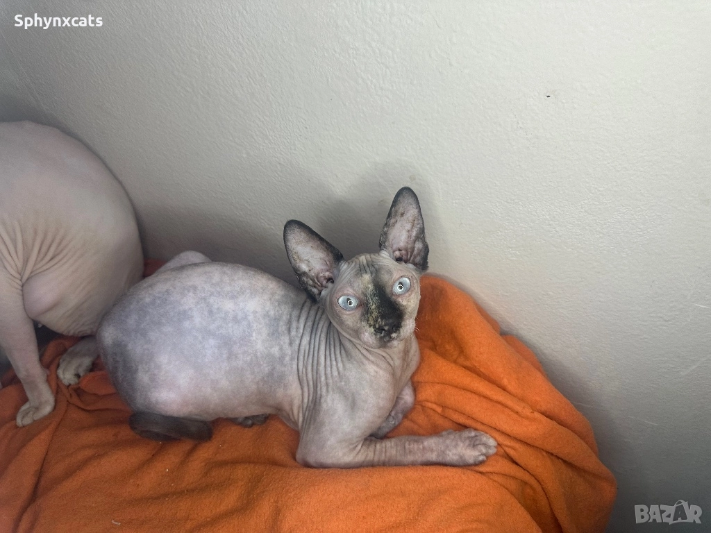 Канадски сфинкс - женски на 6 месеца, снимка 1