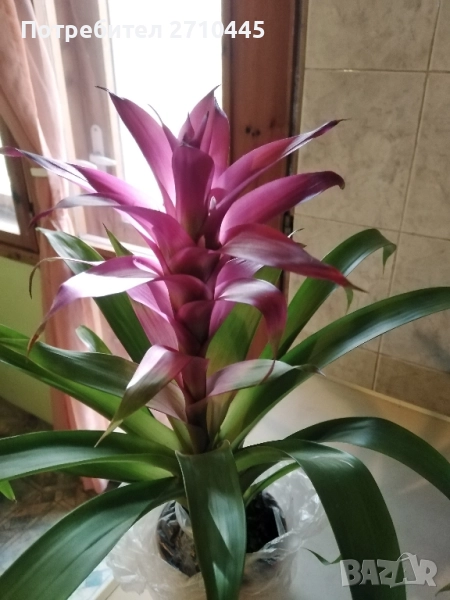 Красиво цвете, снимка 1