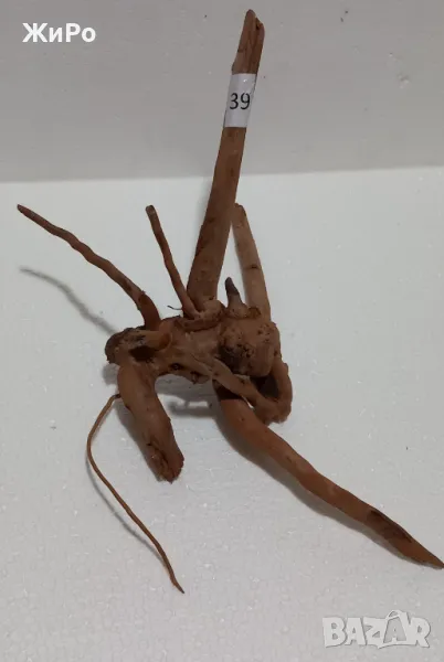 Корен от Азалия /декорация/ 39, снимка 1