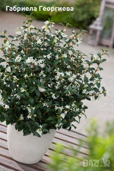 Ароматен османтос , снимка 1