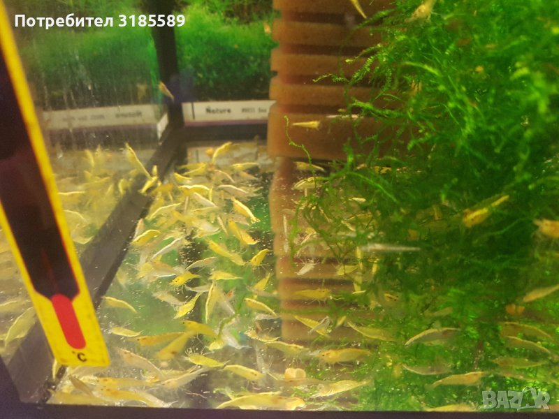 НАЛИЧНИ - Yellow fire Neon – жълти скариди , снимка 1