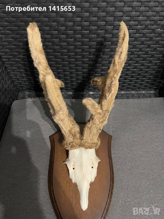Продавам трофей от сръндак, снимка 1