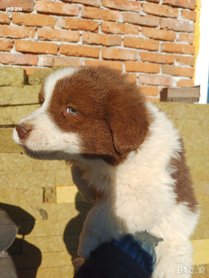 бок каракачанка , снимка 1