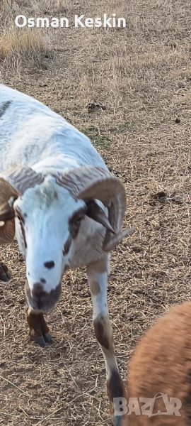 Продавам Кочове и Агнета , снимка 1