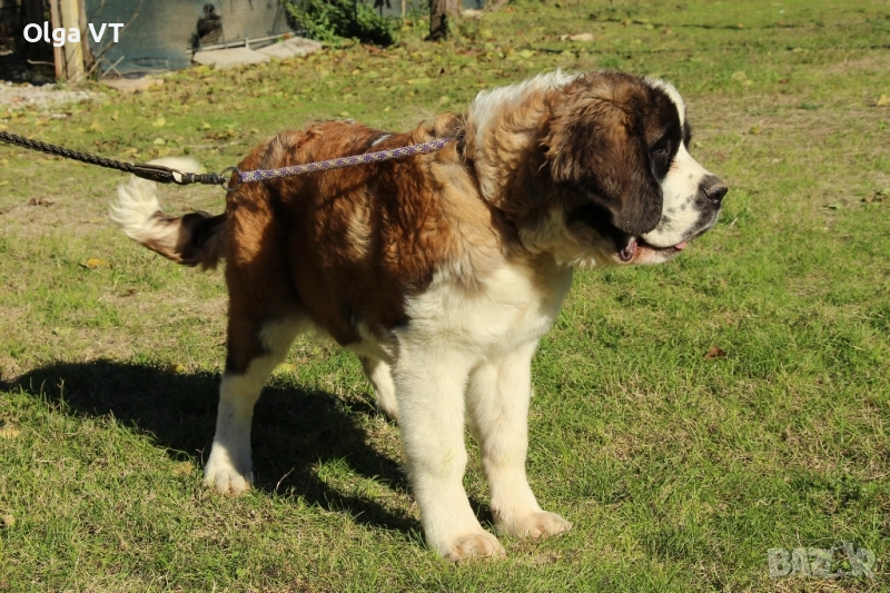 Санбернар на 7 месеца, снимка 1
