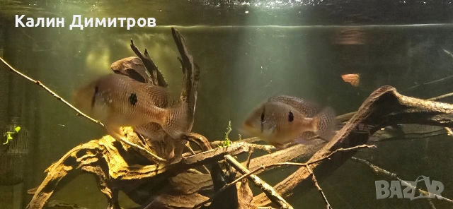 Geophagus Brasilensis , снимка 8 - Рибки - 53640965