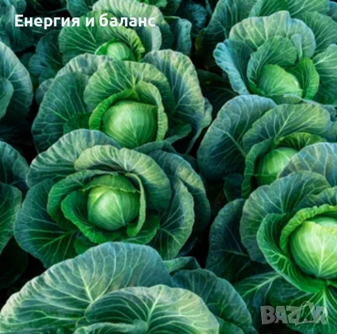 Швейцарски витамин У/Vitamin U - за язва/гастрит - Безплатна доставка, снимка 2 - Хранителни добавки - 44718962