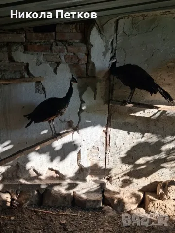Пауни спалдинги, снимка 3 - други­ - 56264978