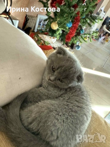 Малко игриво клепоухо шотландче, снимка 8 - Британска късокосместа - 53185202