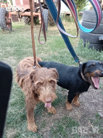 ягдтериер, снимка 14 - Ягдтериер - 52787759