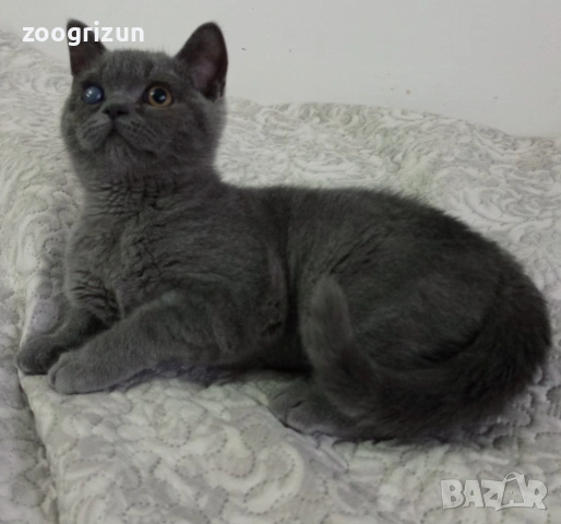 Шотландско котенце