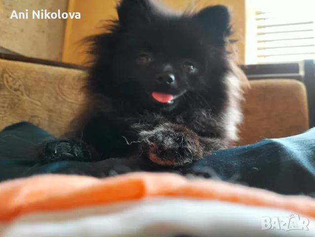 Мини померан женски, снимка 3 - Померан - 50411468