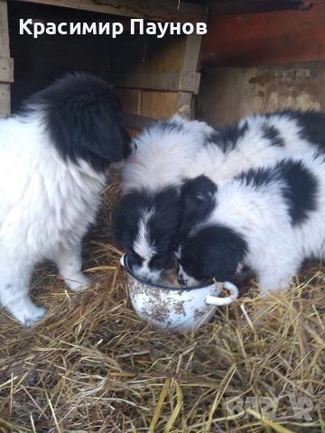 Малки  каракачанки . 4 месеца ., снимка 7 - Каракачанска овчарка - 53821136