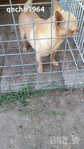 чихуахуа , снимка 10 - Чихуахуа - 52797683