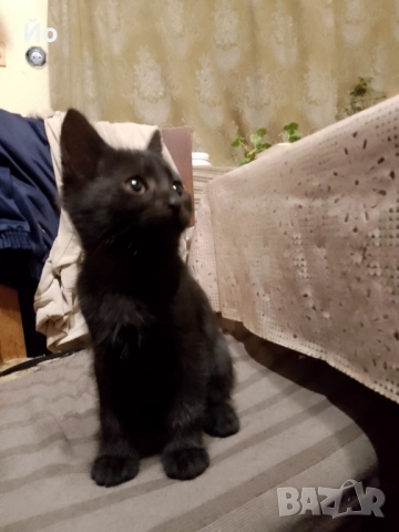 Мъжки котенца търсят своя постоянен дом, снимка 8 - Други - 51947420