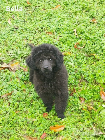 Мини пудел, снимка 6 - Пудели - 52938794