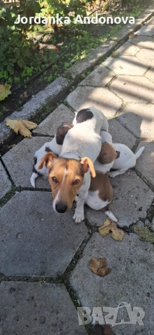 Продавам кучета Джак Ръсел териер, снимка 1