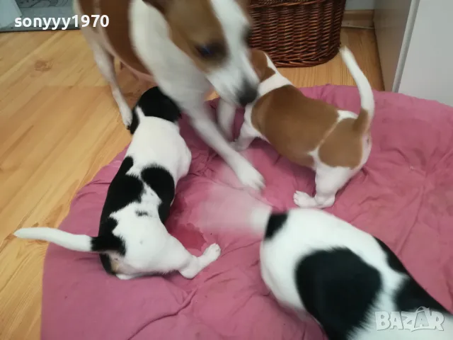 ДЖАК РЪСЕЛ БЕБЕНЦА-СЛАДКИ КУТРЕТА 0702251642