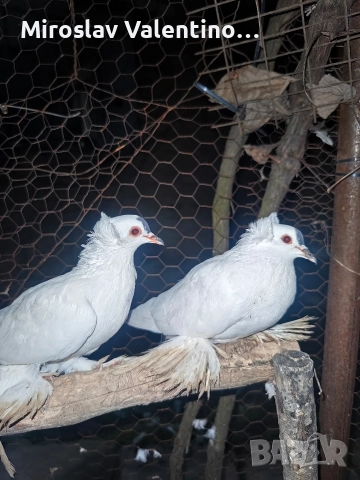 саксонски чайки, снимка 2 - Гълъби - 52795008