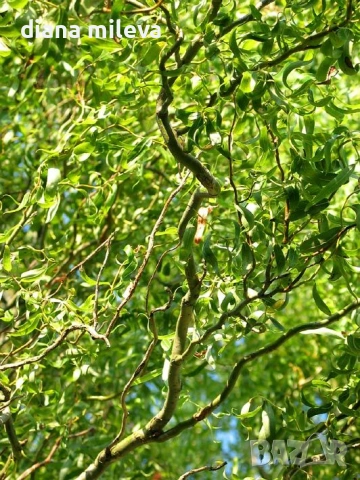 Къдрава върба ‘Тортуоса’, (Salix matsudana ‘Tortuosa’)