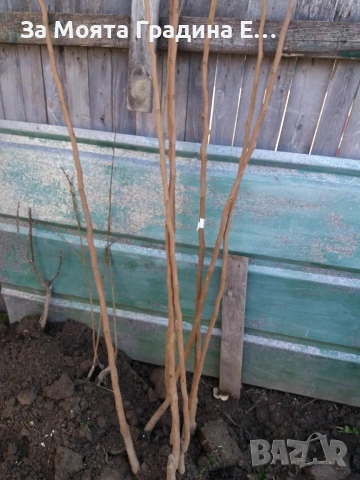 Мушмула , снимка 5 - Градински цветя и растения - 53620551