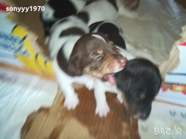 ДЖАК РЪСЕЛ-250ЛВ ЗА БРОЙ 0409251453, снимка 18 - Джак ръсел териер - 51605105