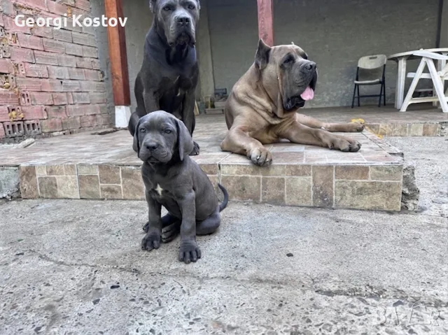 Кане Корсо Бебе