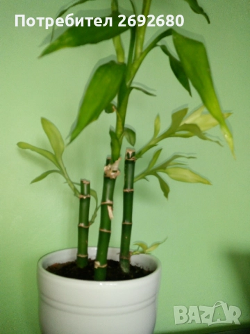 Бамбук 4бр. в бяла керамична саксия/80см.-височина, снимка 6 - Стайни растения - 51863865