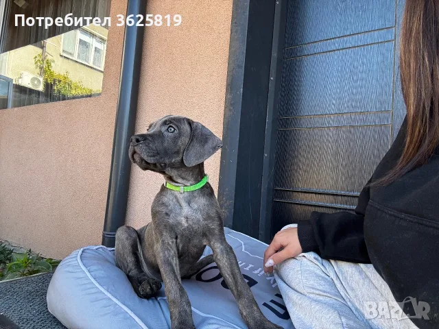 Кане Корсо - Cane Corso кученца, снимка 9 - Кане корсо - 55834113