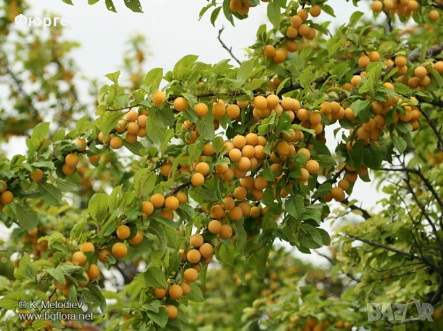 Джанка - жълта Едра и много сладка