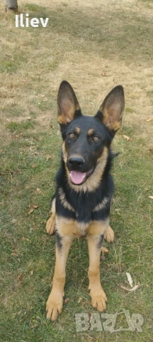 Немска овчарка , снимка 5 - Немска овчарка - 48434024