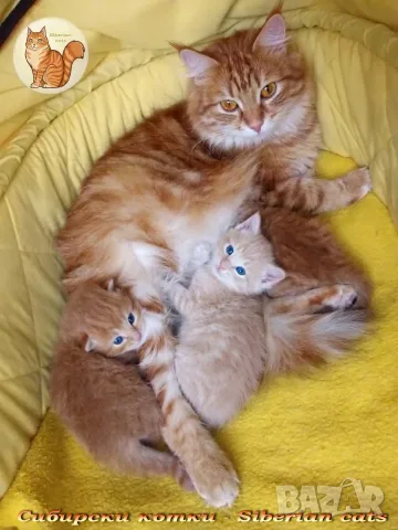 Сибирски котенца, сибирче, хипоалергично, коте, сибирска котка, снимка 17 - Сибирски - 56132083