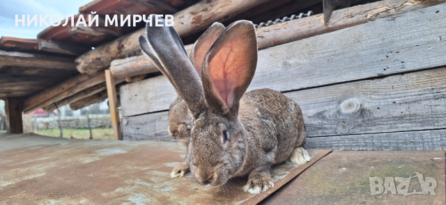 Белгийски великани, снимка 13 - Други животни - 36530605