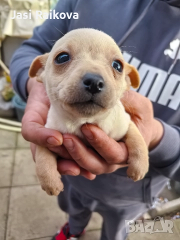 Пинчер сърнист , снимка 3 - Пинчер - 52904750