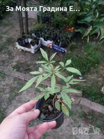 Дървото на Целомъдрието- Медоносно, снимка 8 - Градински цветя и растения - 49490353