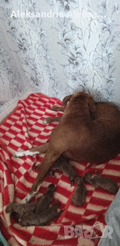 Продавам породисти питбулчета, снимка 8 - Питбул - 52281077