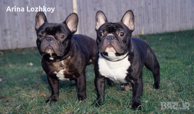 Кученца френски булдог, снимка 2 - Френски булдог - 53570798