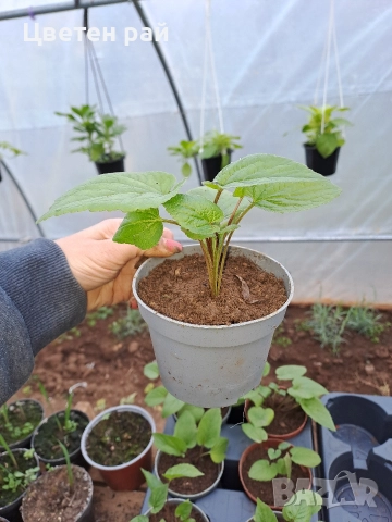 Три вида кампанула камбанка, гломерата и пирамидалис , снимка 12 - Градински цветя и растения - 52854164