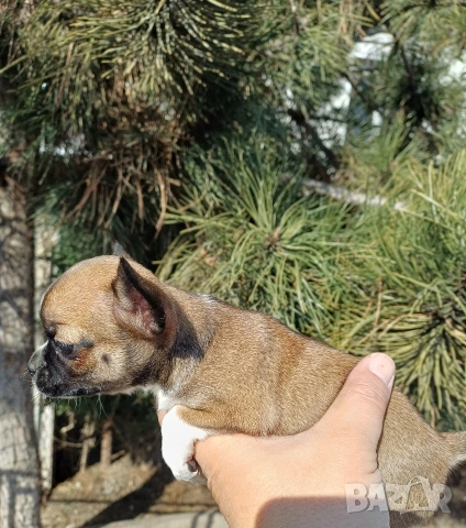 Чистокръвни чихуахуа , снимка 9 - Чихуахуа - 53837651