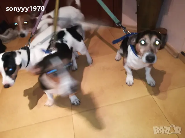 ОФИЦИЛЕН ПРЕСТАВИТЕЛ НА ДЖАК РЪСЕЛ ЗА ВИДИН 2801251428, снимка 3 - Джак ръсел териер - 48864495