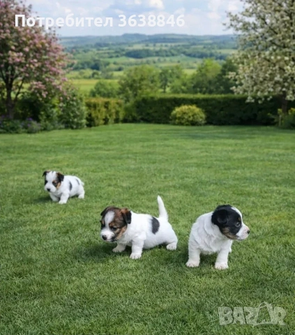 джак ръсел териер (твърдокосмест)