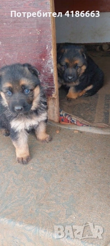Немска овчарка момиче, снимка 2 - Немска овчарка - 53517263