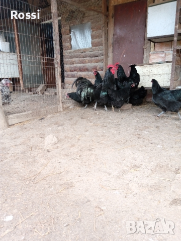  ПИЛЕТА и разплодни яйца от черен АВСТРАЛОРП , снимка 3 - Кокошки и пуйки - 44555227