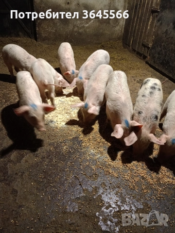 малки прасета