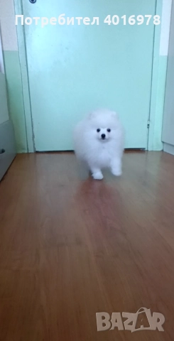 Померани Момчета с Родословие , снимка 7 - Померан - 52748219